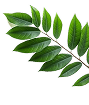 Curry leaves decoration