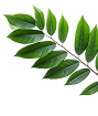 Curry Leaves
